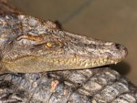 Nahaufnahme von einem Krokodil - Kampong Phluk - Kambodscha